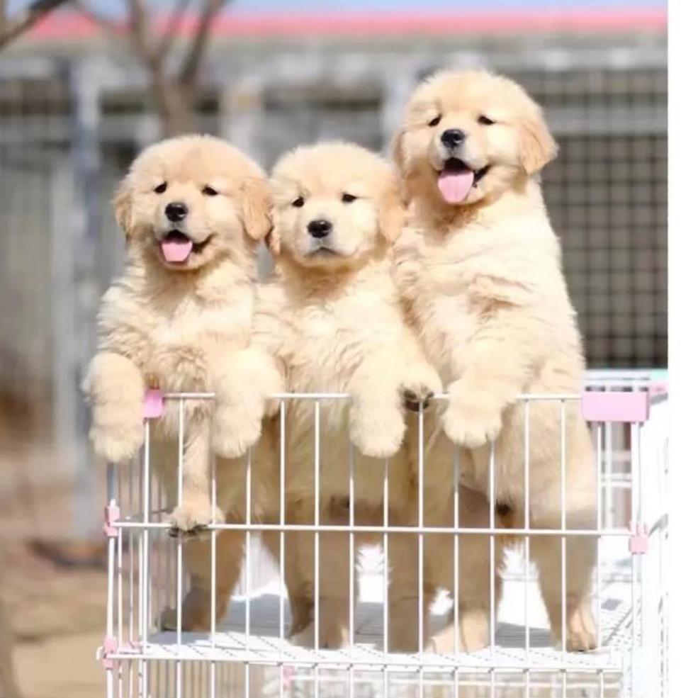 爱沐家赛级金毛