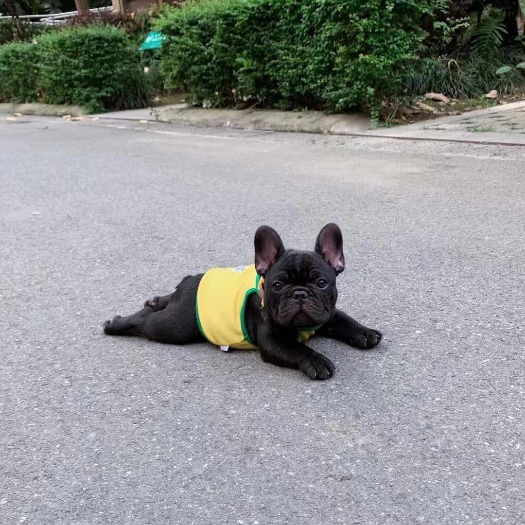 囍囍宠物