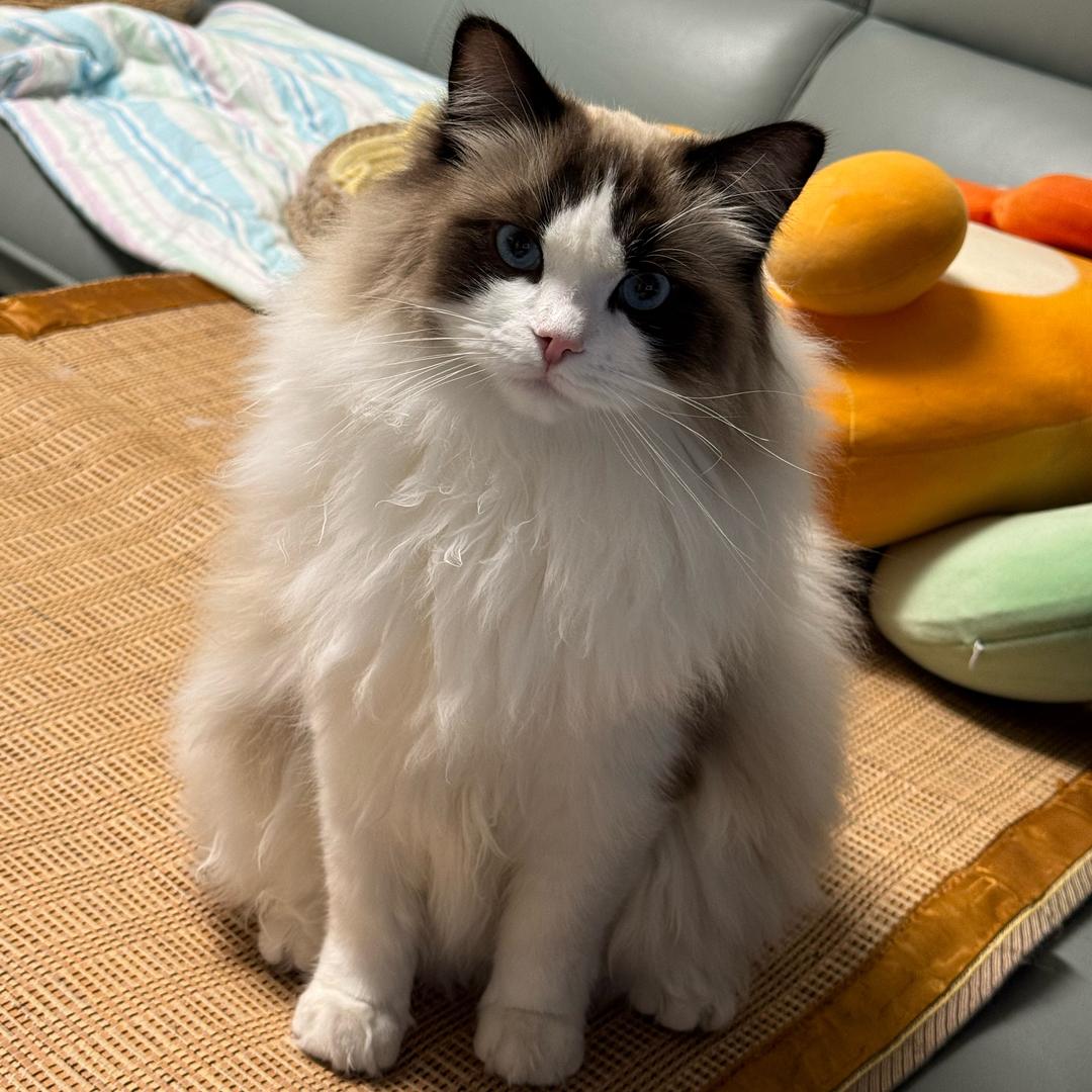 婷婷子
