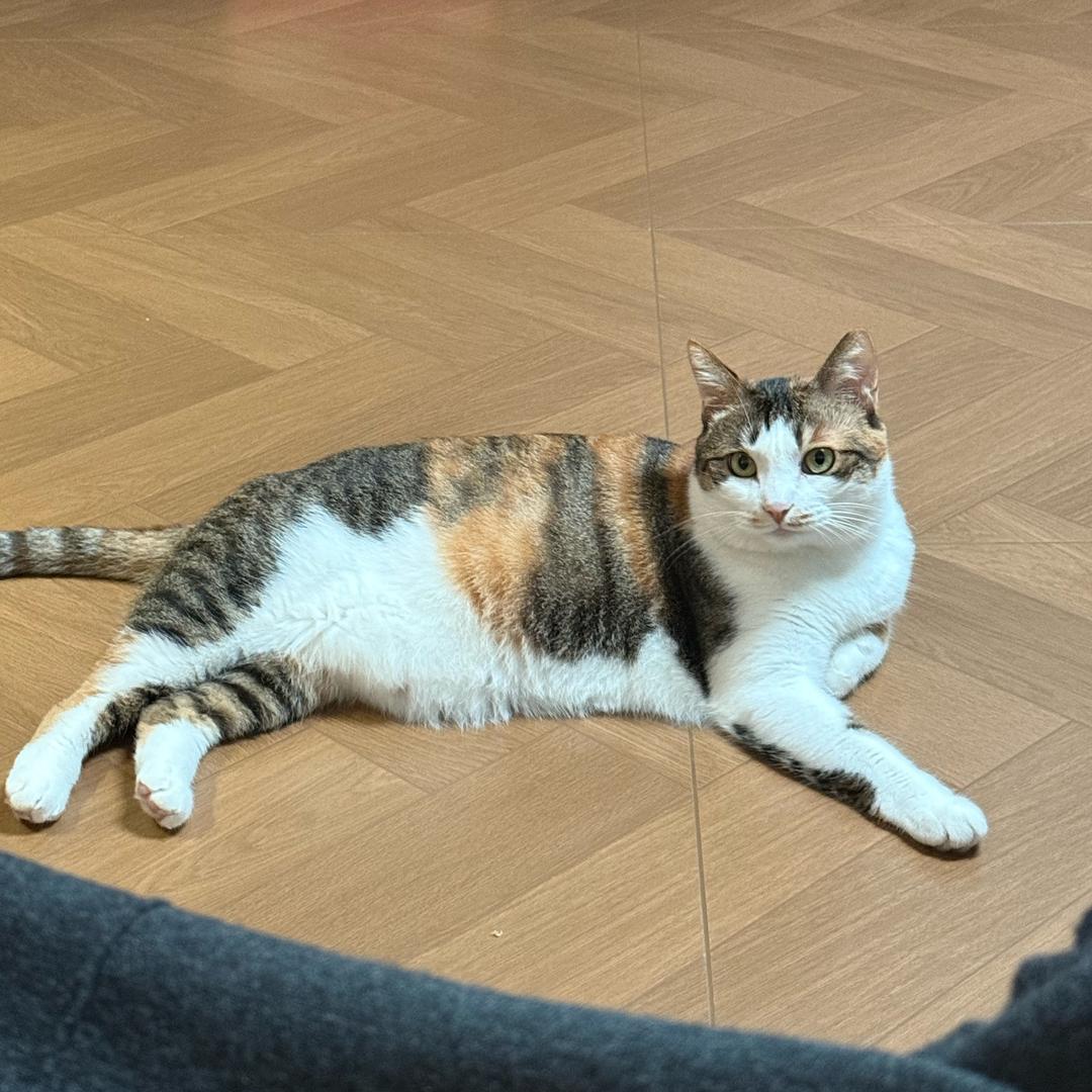 三花猫木木