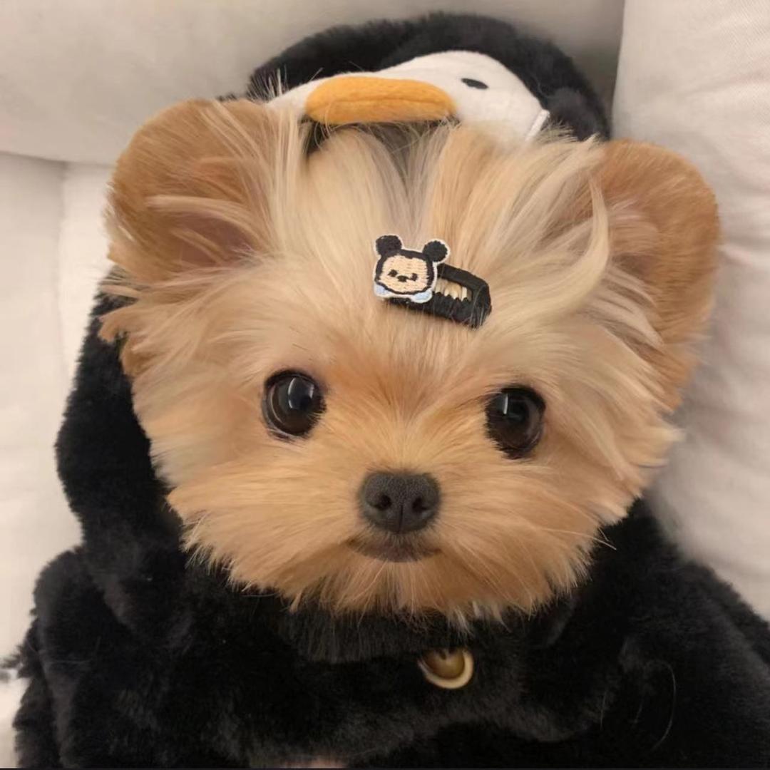 苏乐阿