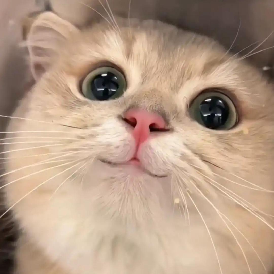 地里小白菜