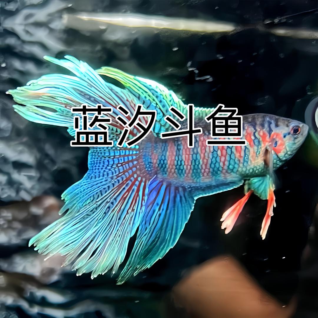 蓝汐斗鱼