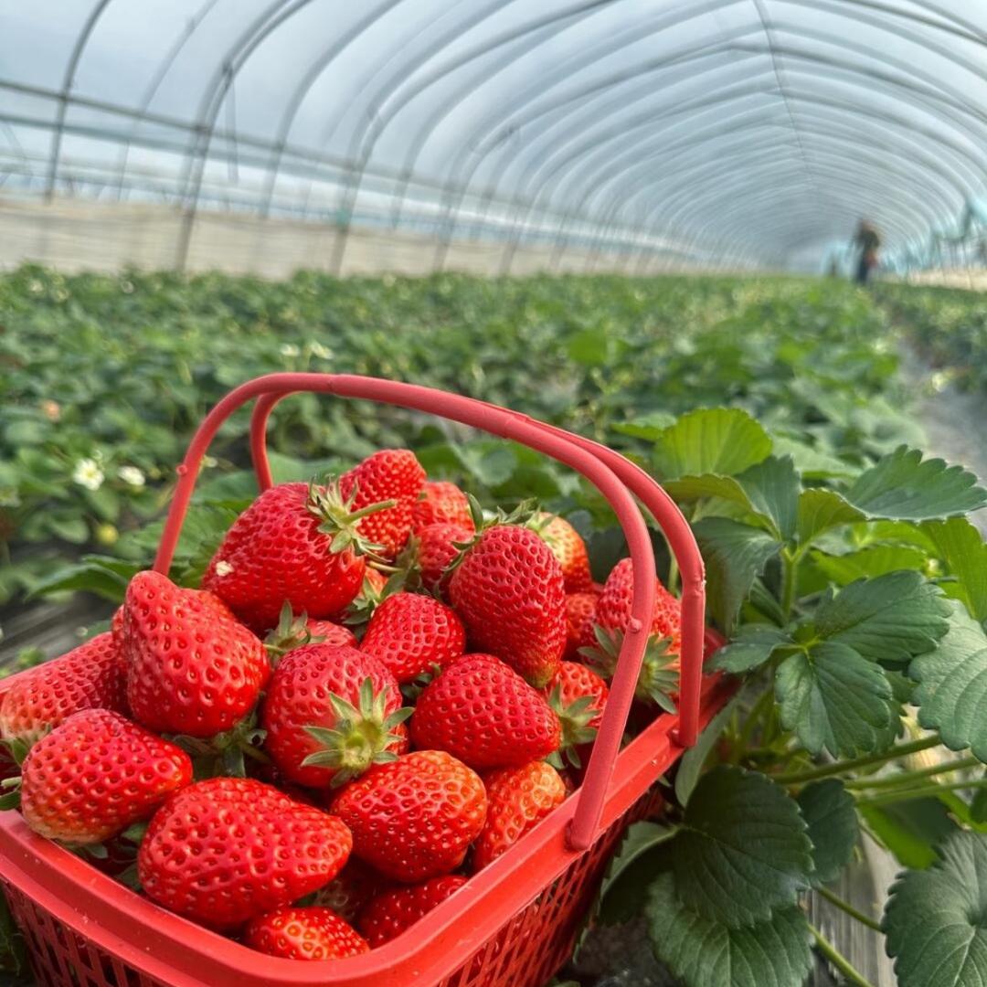 喜乐草莓采摘园