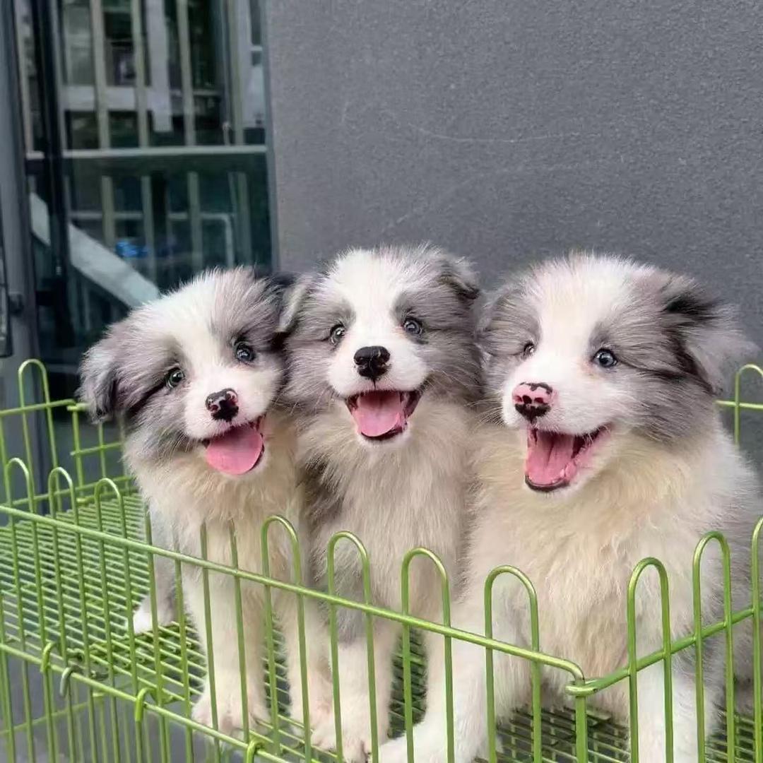 临泉振伟边牧繁育基地优品小铺