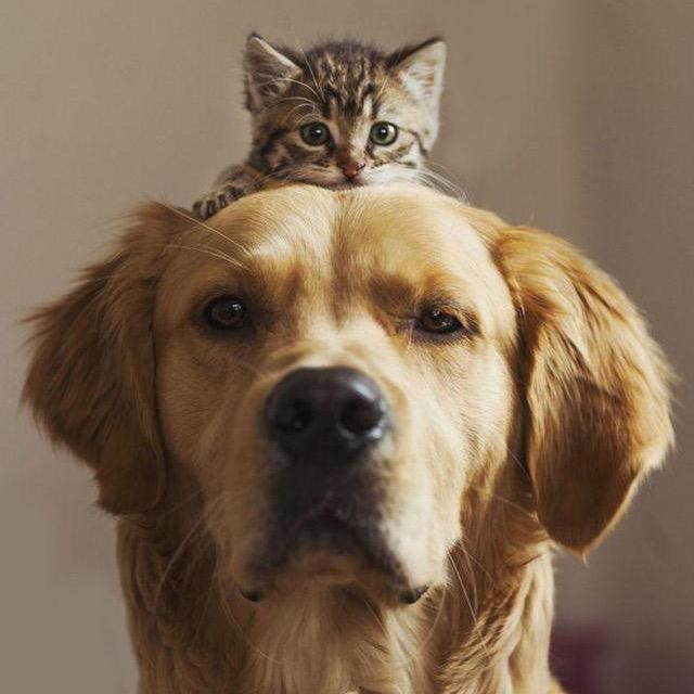 阿狗吖猫