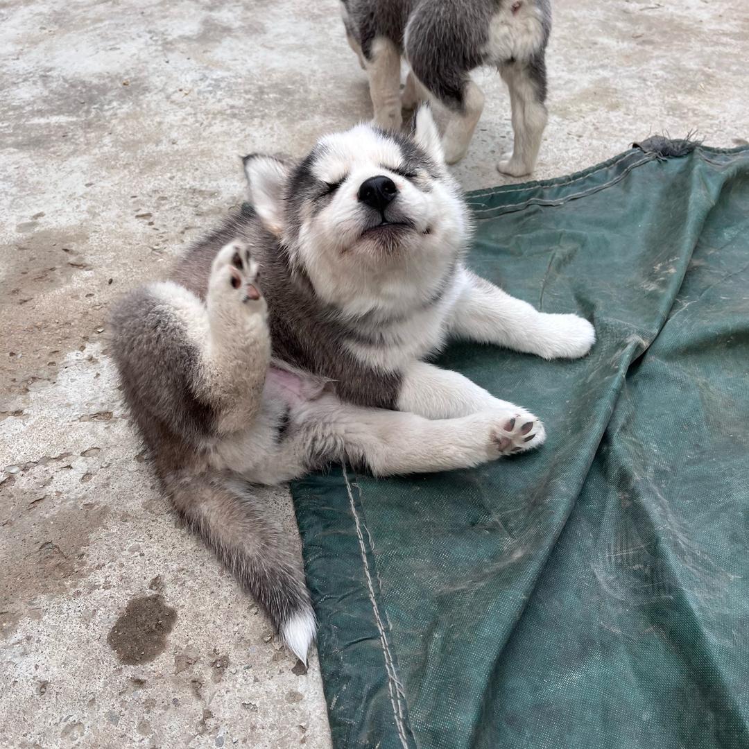 爱狗的杨