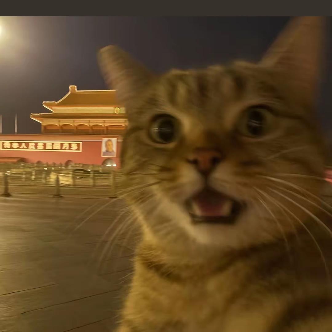 爱吃鱼丸