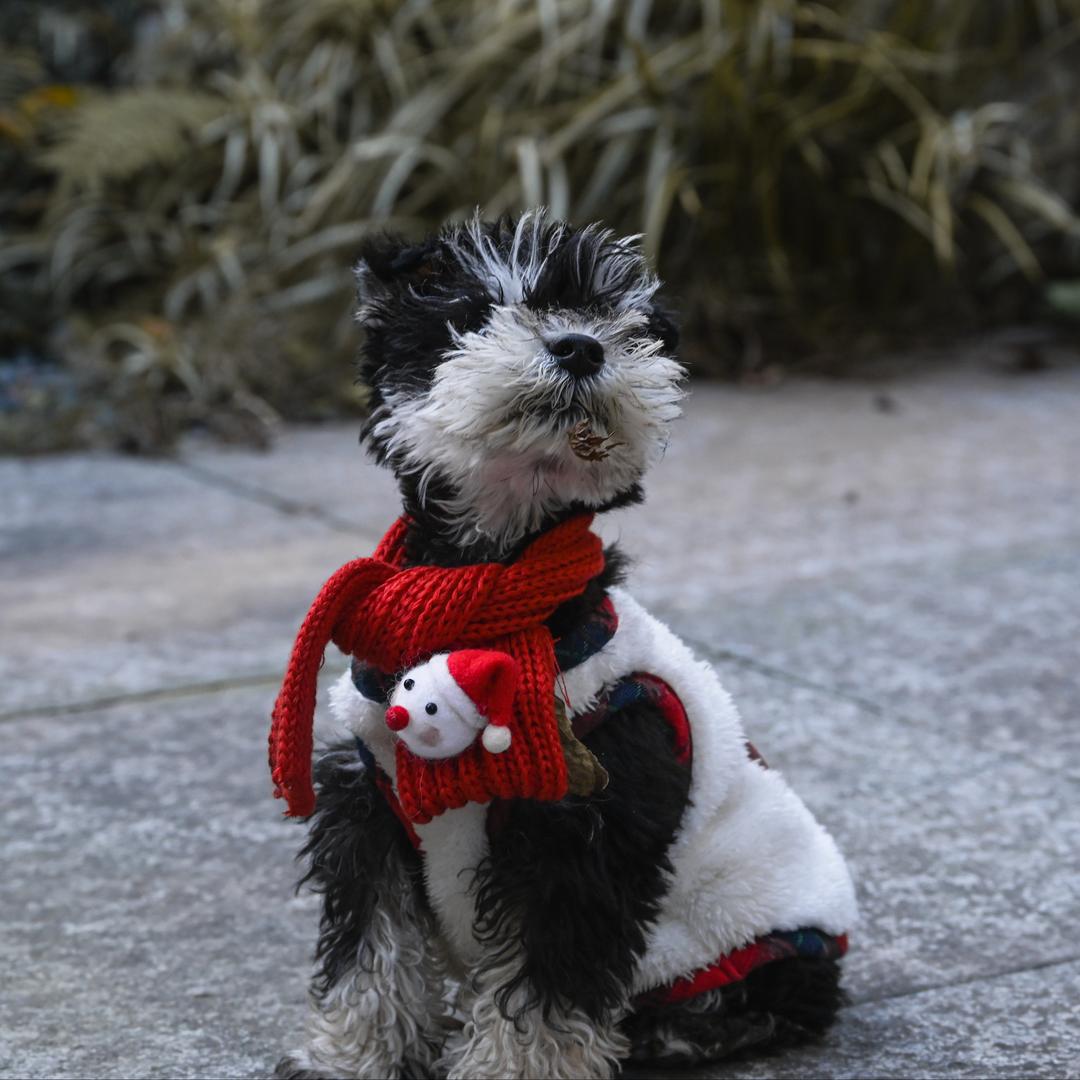 多啦Z梦盘静香（枫香湖签约钓手）