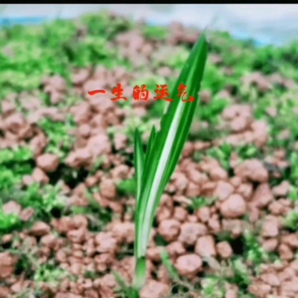 小潘 养兰花