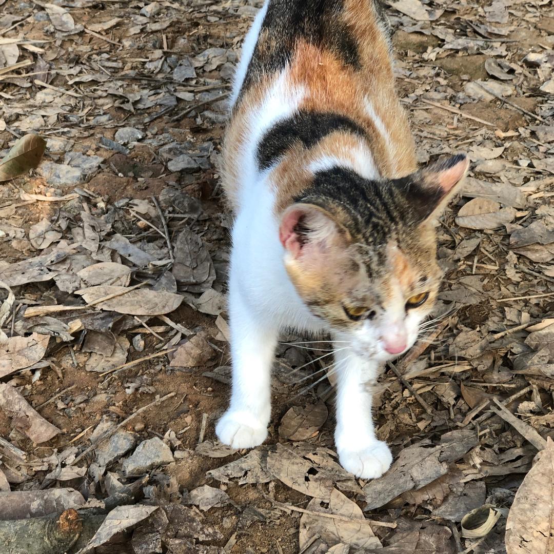 猫猫不熬夜