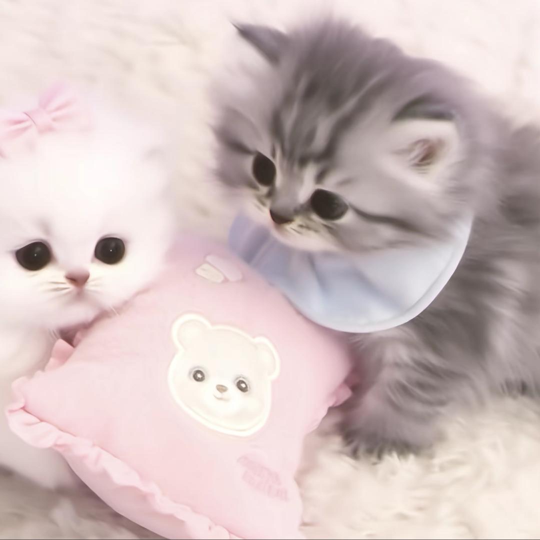 战斗野猪