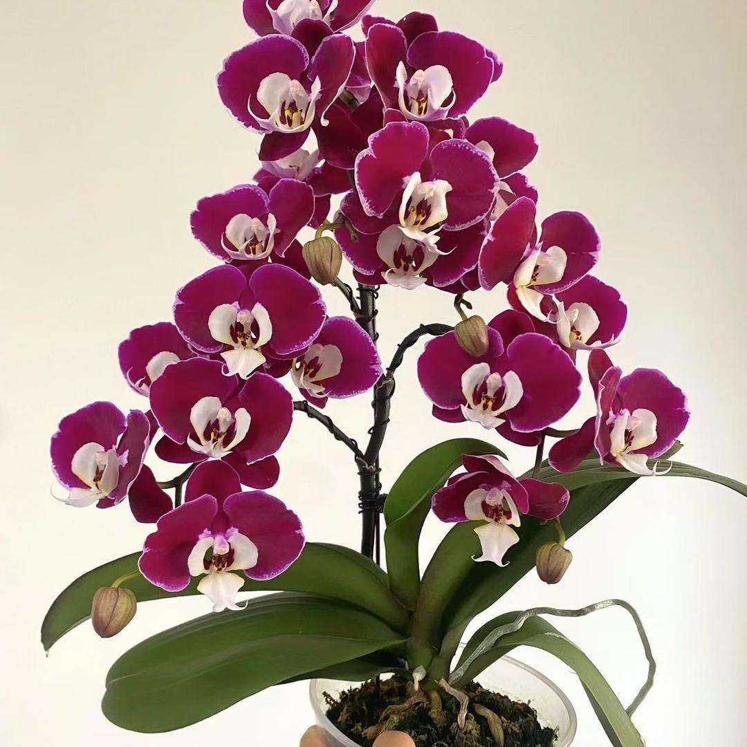 春色满园花卉基地