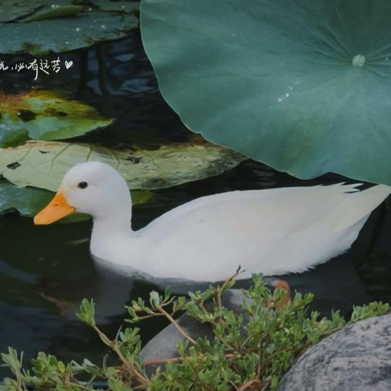 鸭货自由人🦆