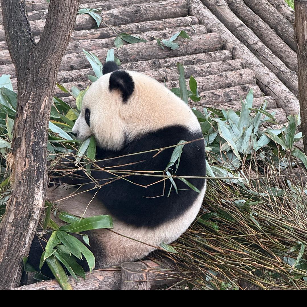 馨语贝贝