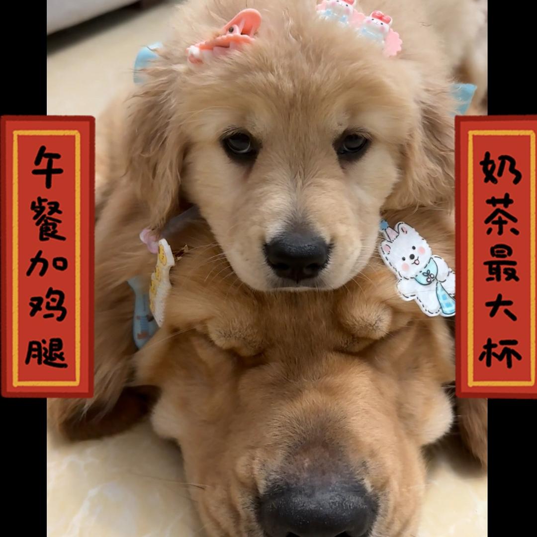 金毛六六只会吃