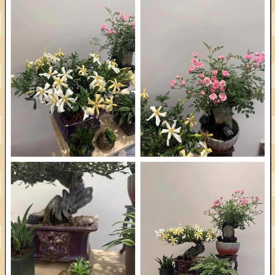 胖姐绿植
