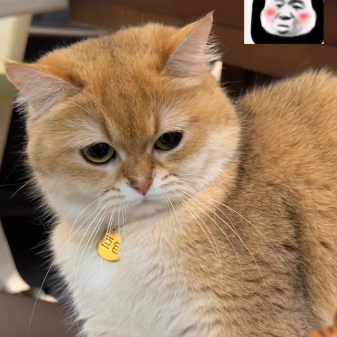 小豆包🐱