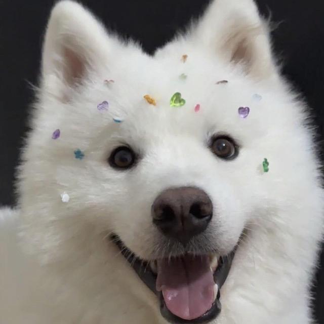 我是笨色小狗🍖