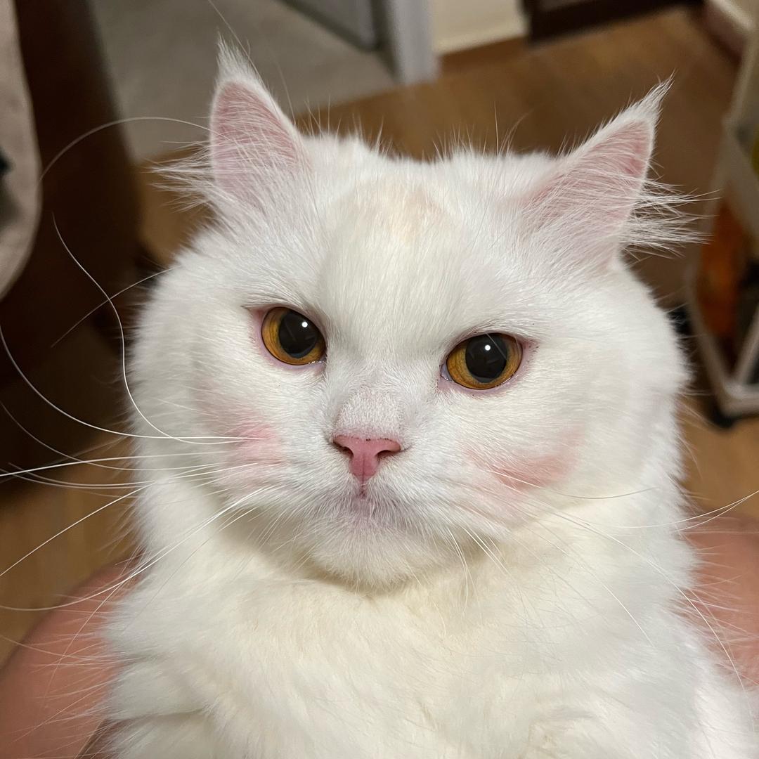 🌟Sparrow_XQ😸