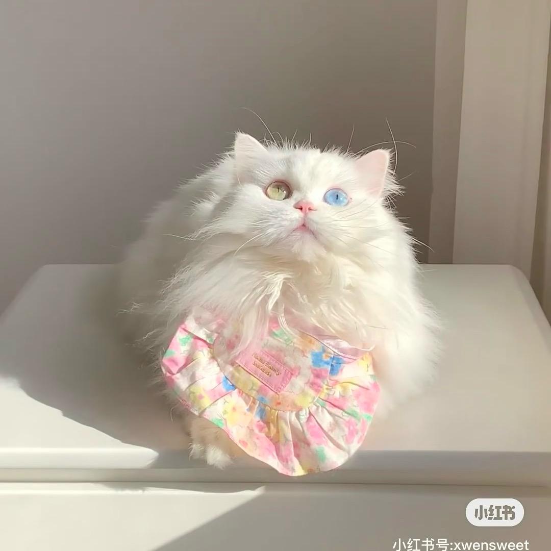 ◡̈⃝🧋。
