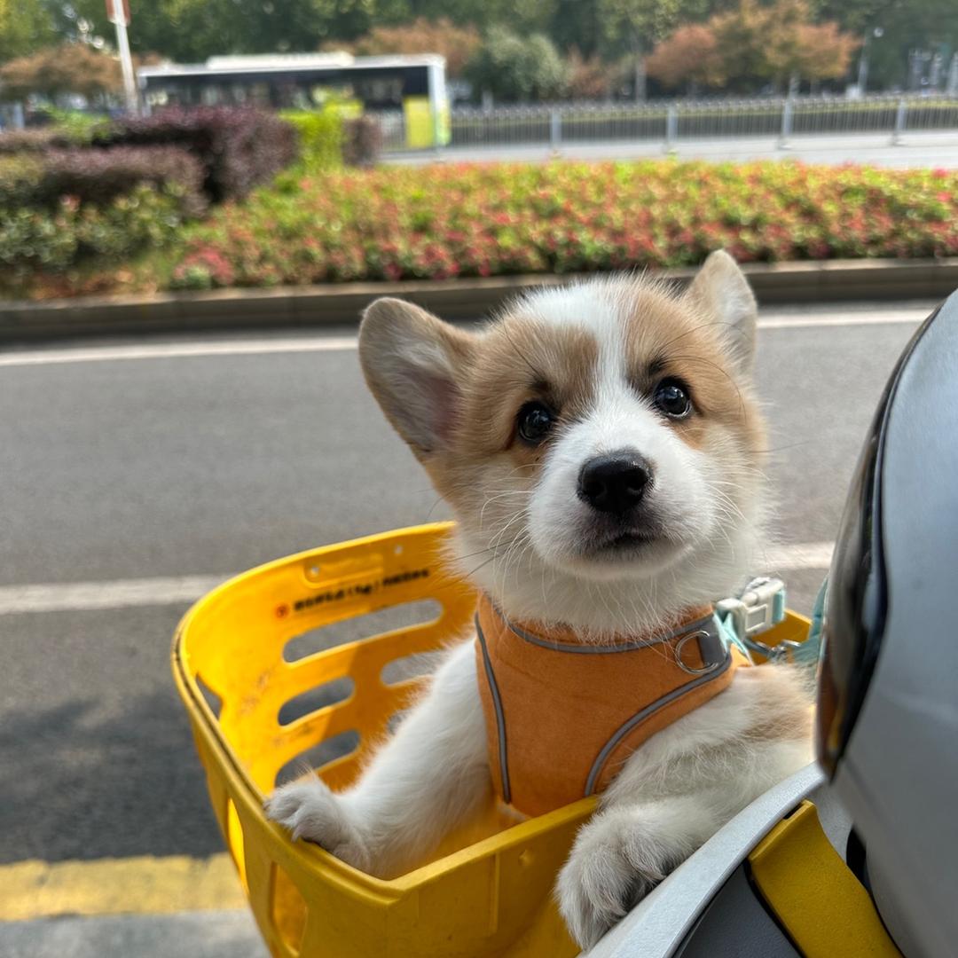 蛋炒饭不要葱