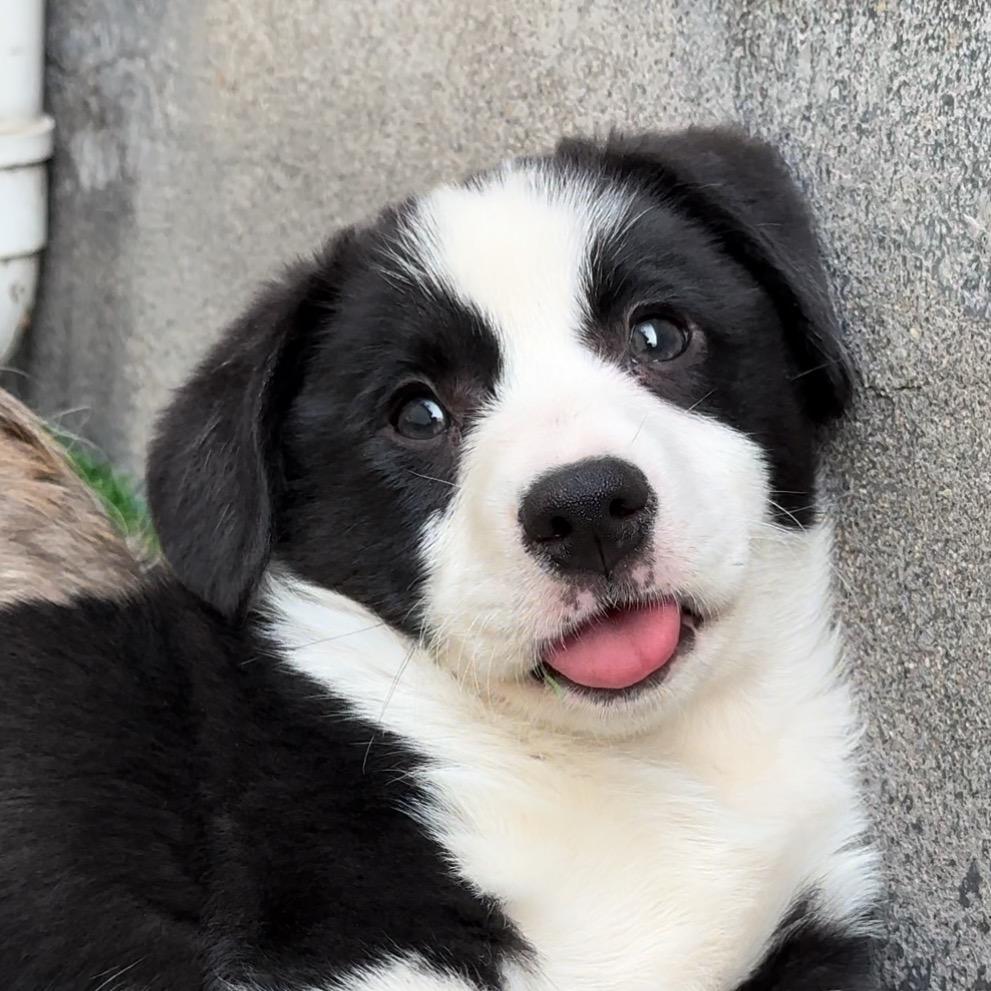 歆然卡迪根柯基