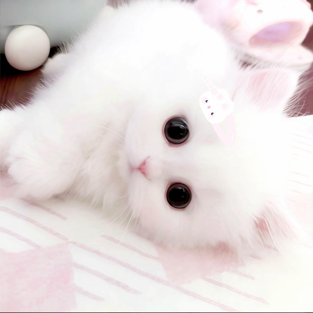 小u郁⌯'Ⱉ'⌯