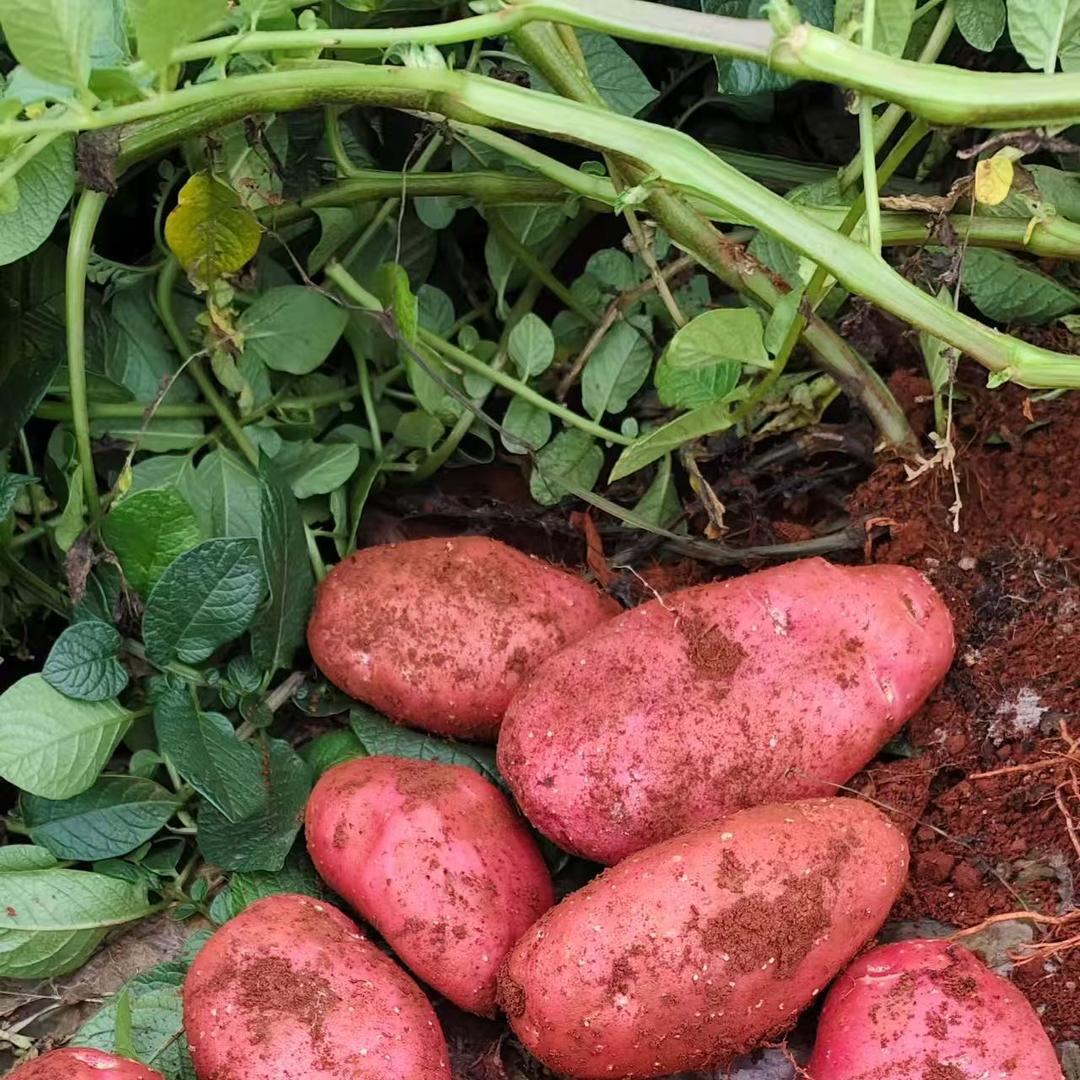 王顺兵农货优品铺子