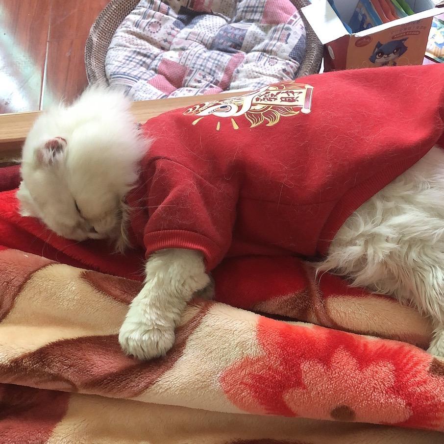 喵哆🐱宠物用品推荐