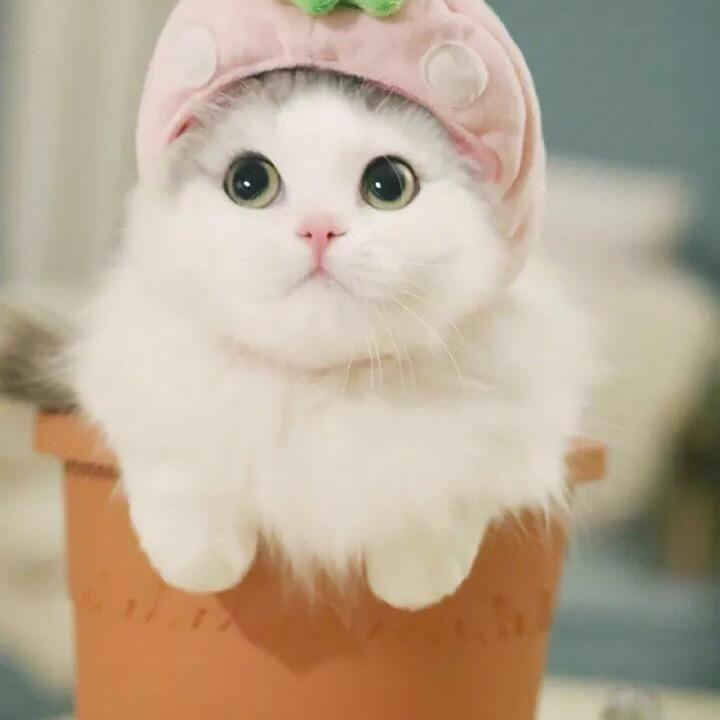 正🈚️太2⃣️