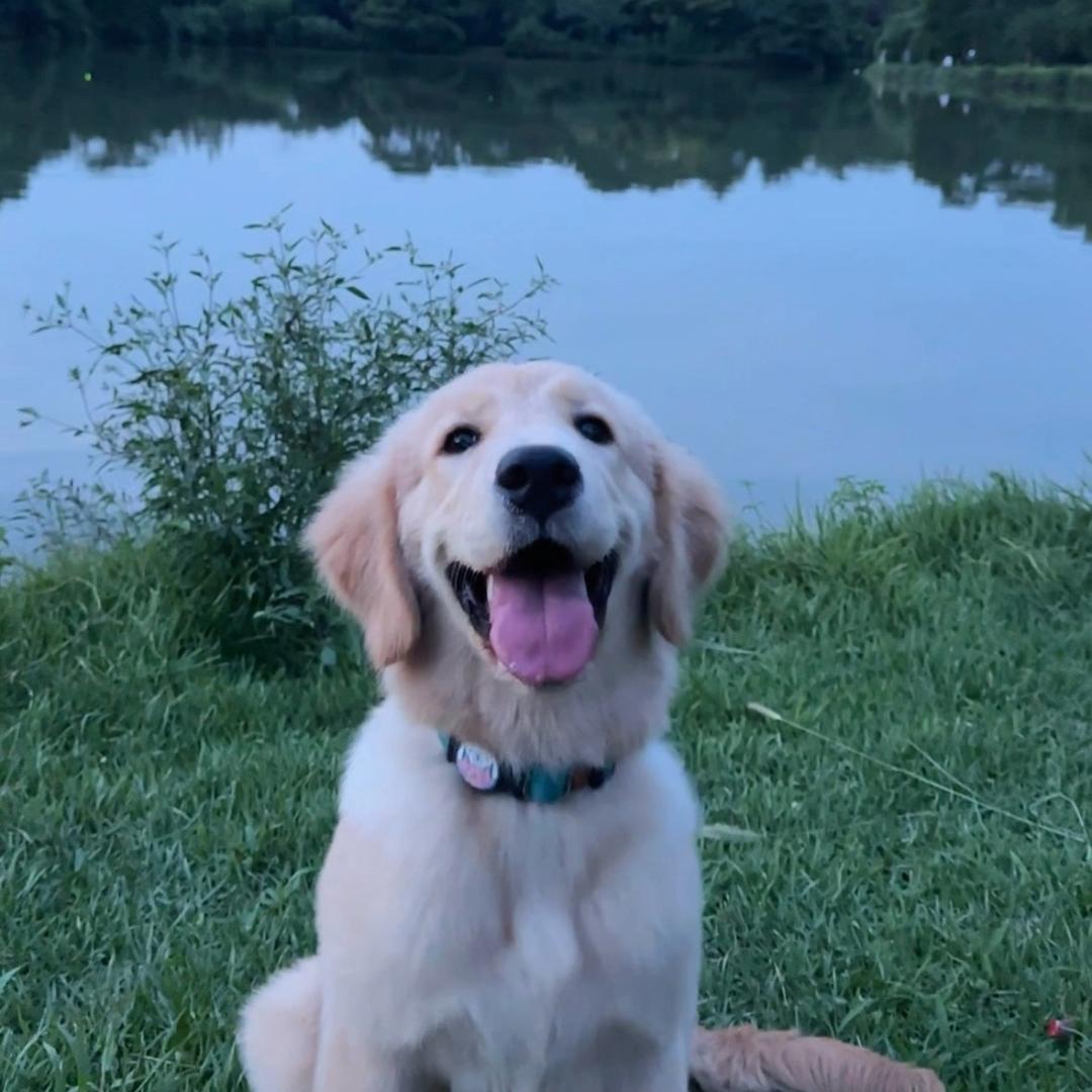 可乐是只小金毛