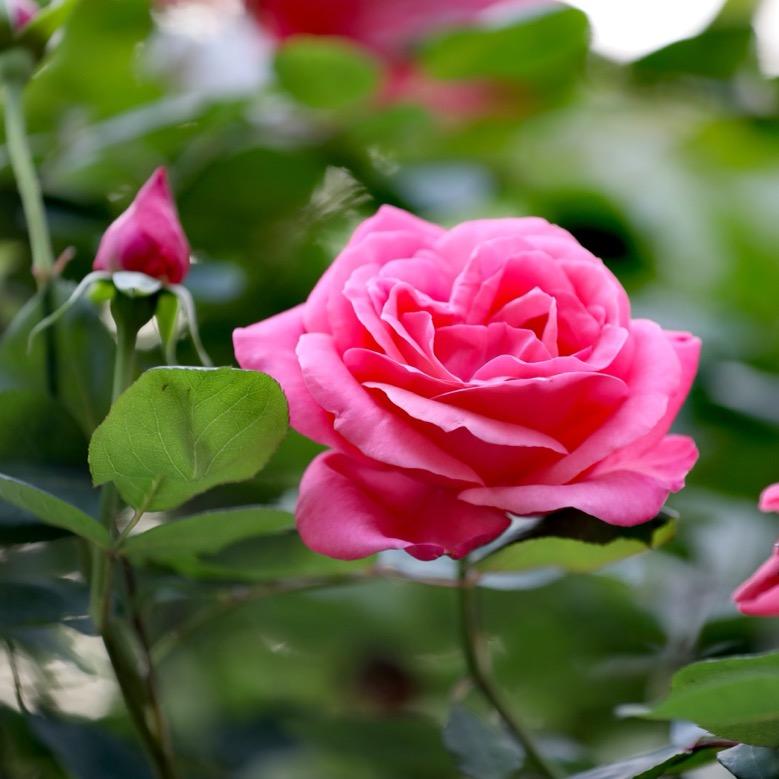 带刺的玫瑰🌹