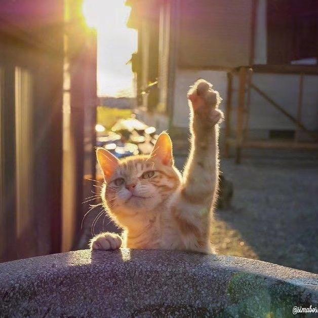 阿威