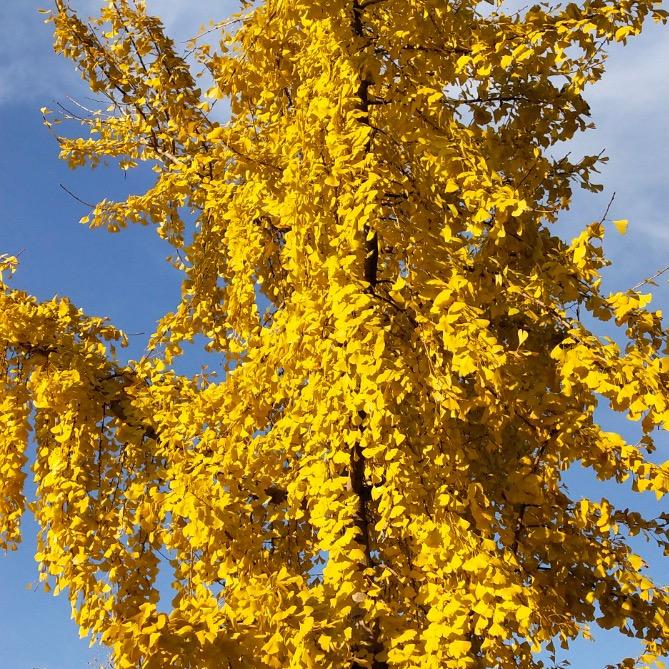 🌻杨