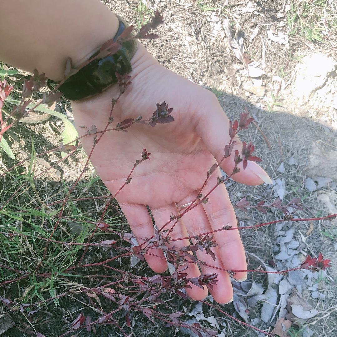 罗马利奥磁砖