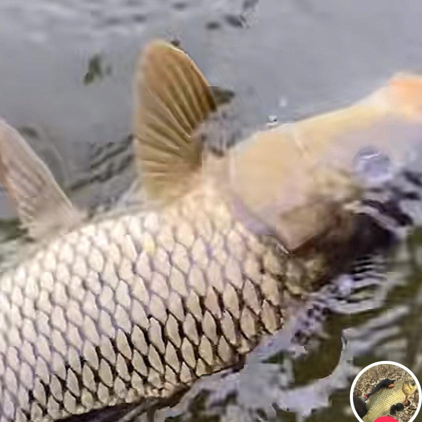 钓鲤高手