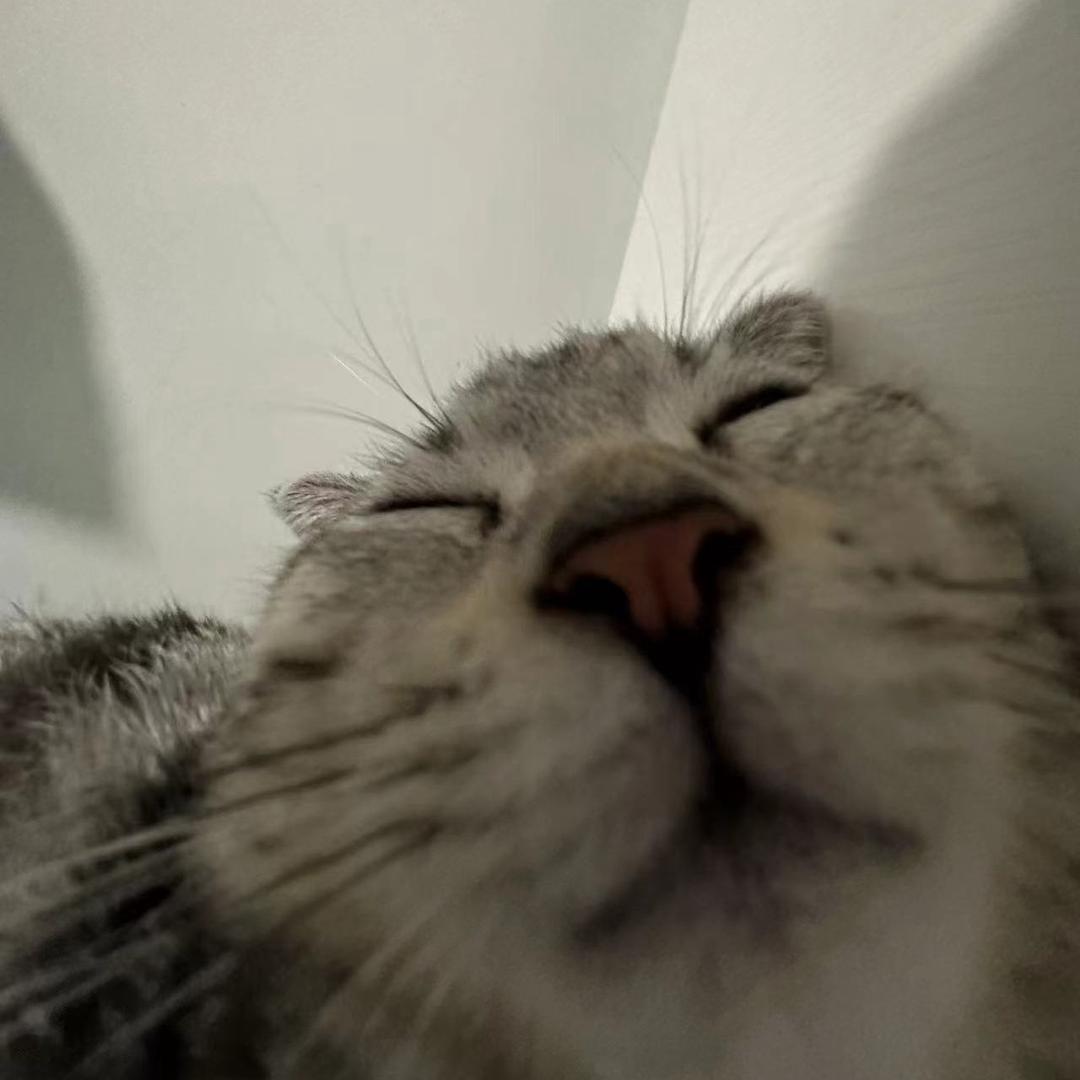 十一不吃猫条🐈
