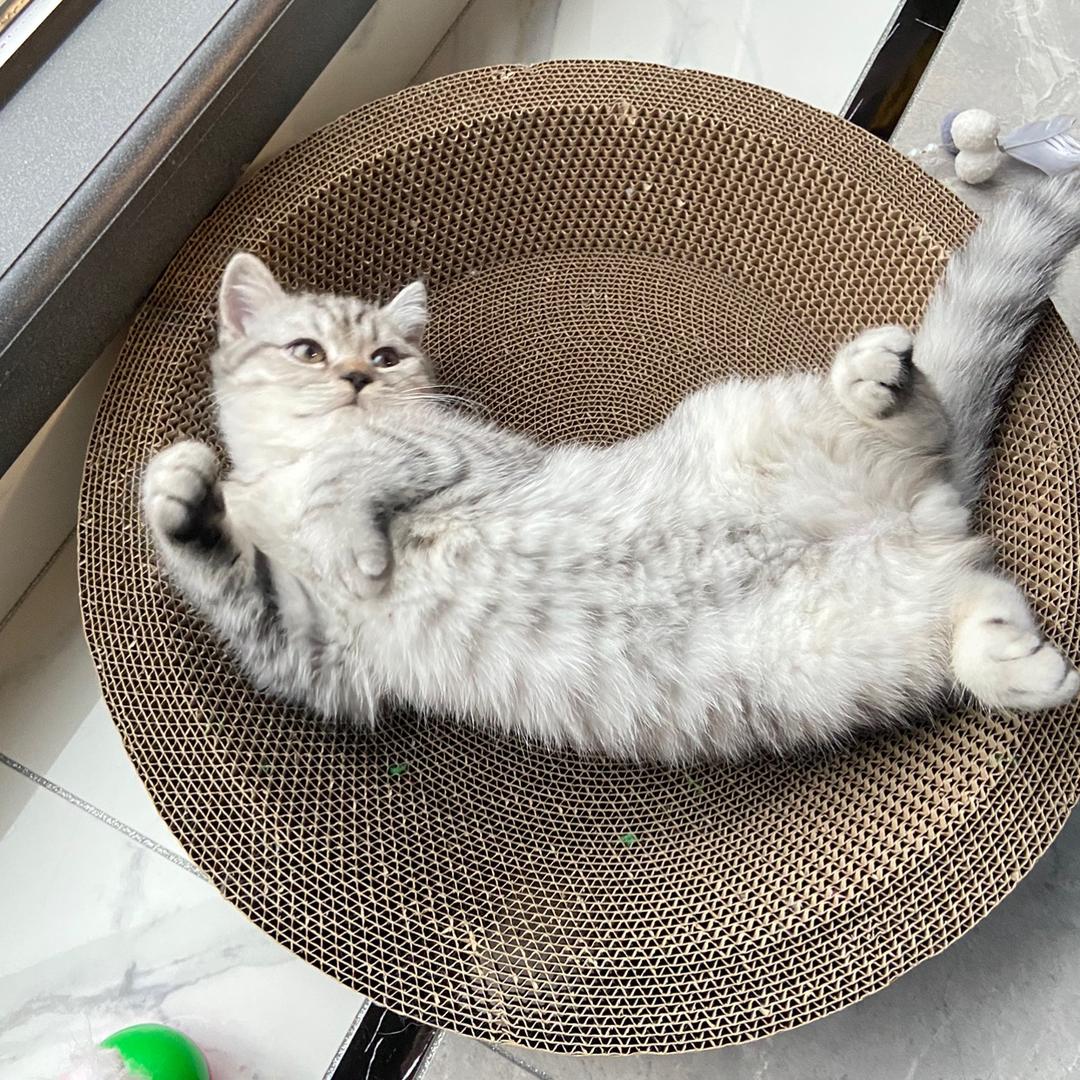 皮皮有只小猫