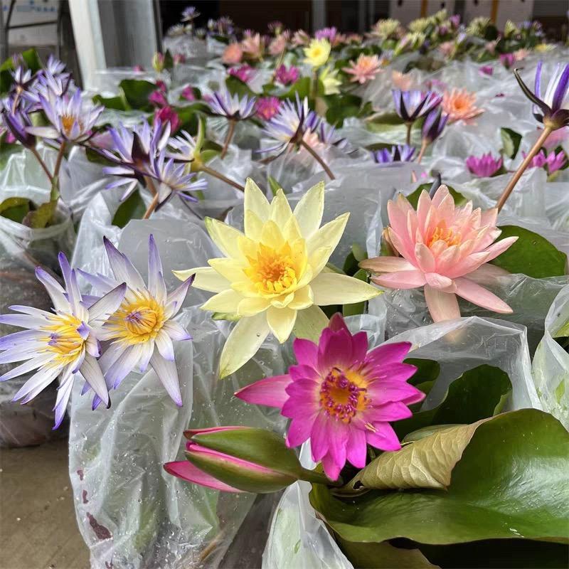 小嘉嘉的绿植店