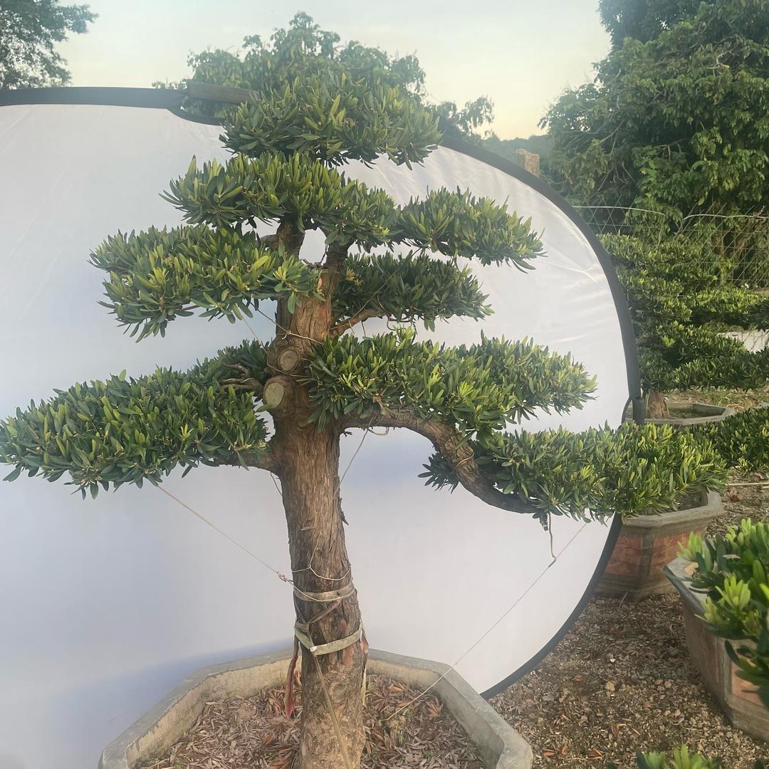 圆山盆景基地直销