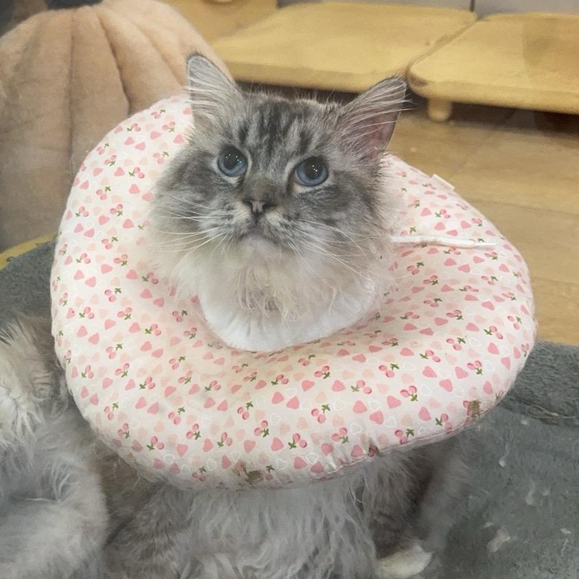 游咖小猫猫