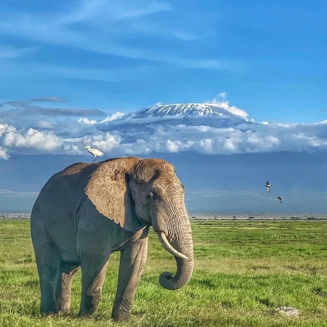 🐘辰