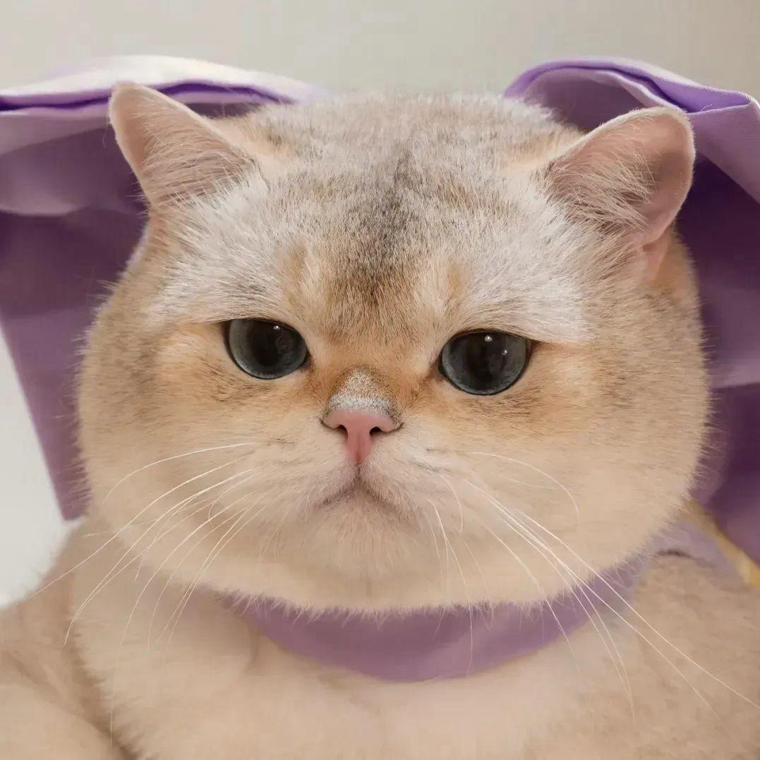 張張同学（🧪试管中）