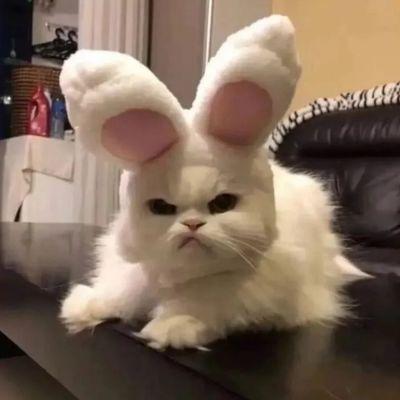 多颜小清新