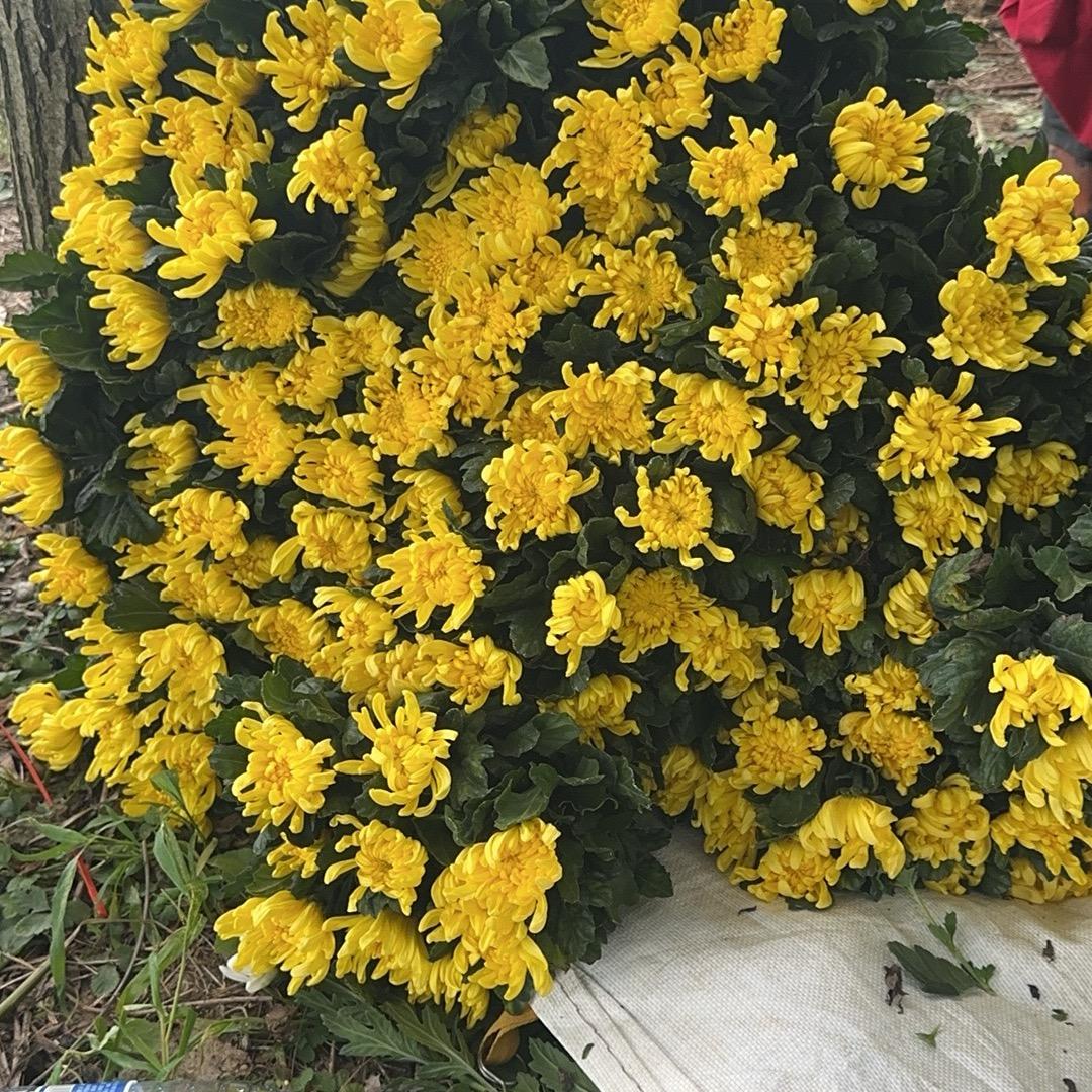 白菊黄菊