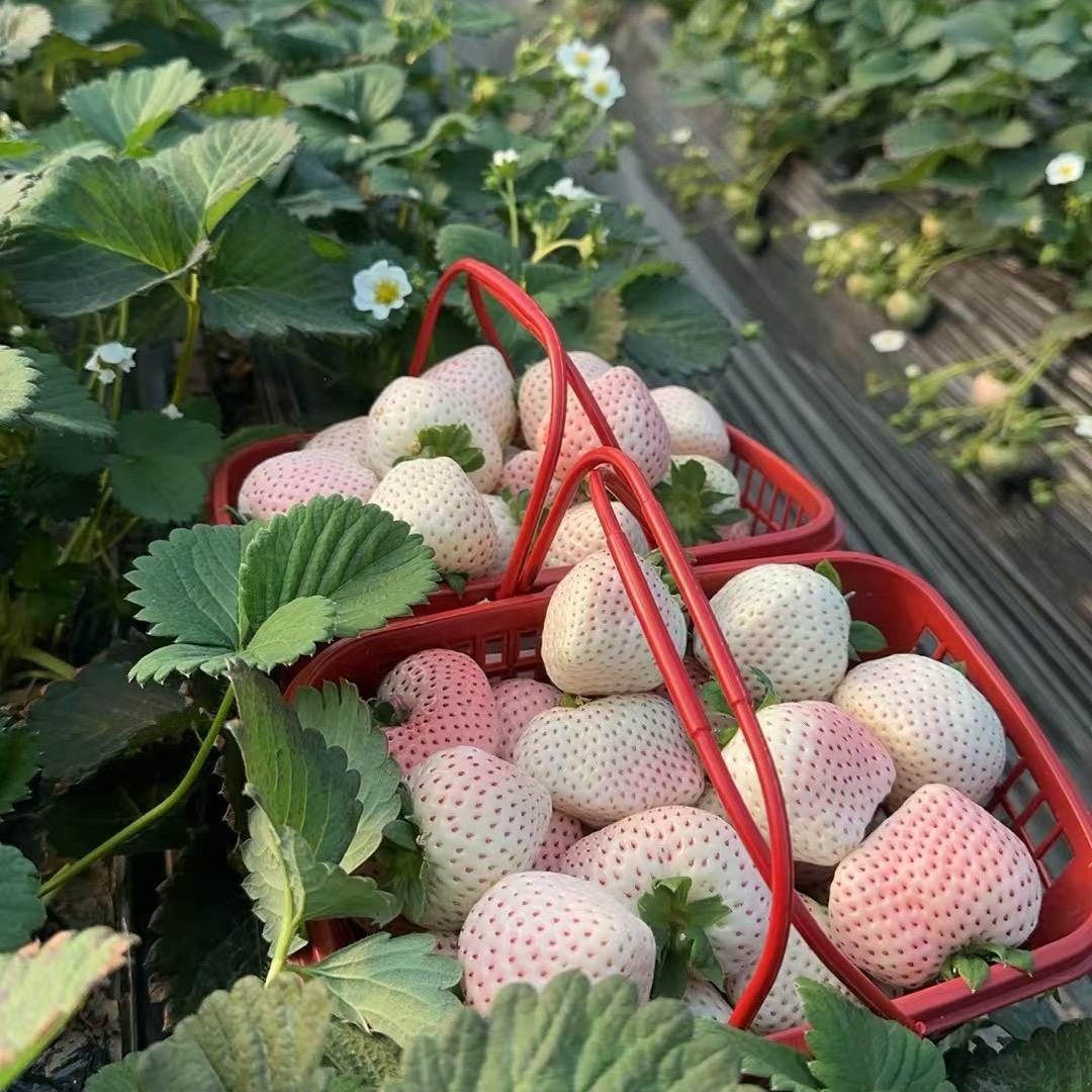 天和草莓农场