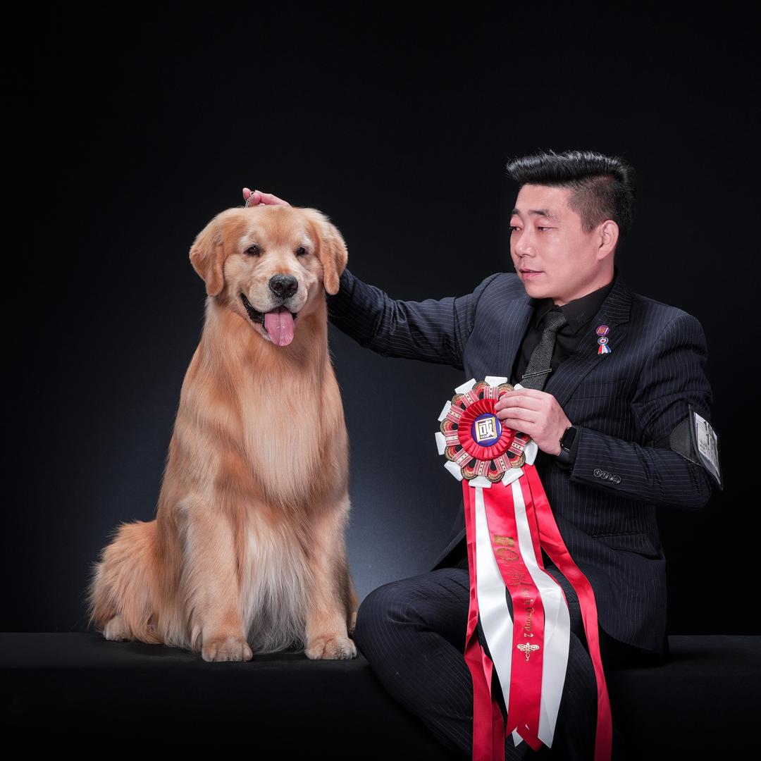 温州幸福金毛俱乐部-（直播号）