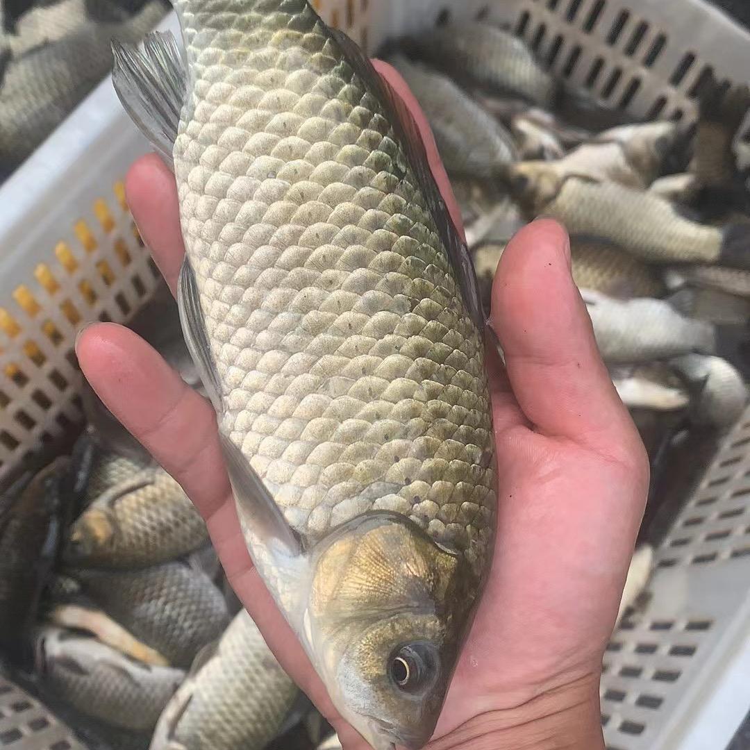 重庆鲫鱼🐟童子鱼批发
