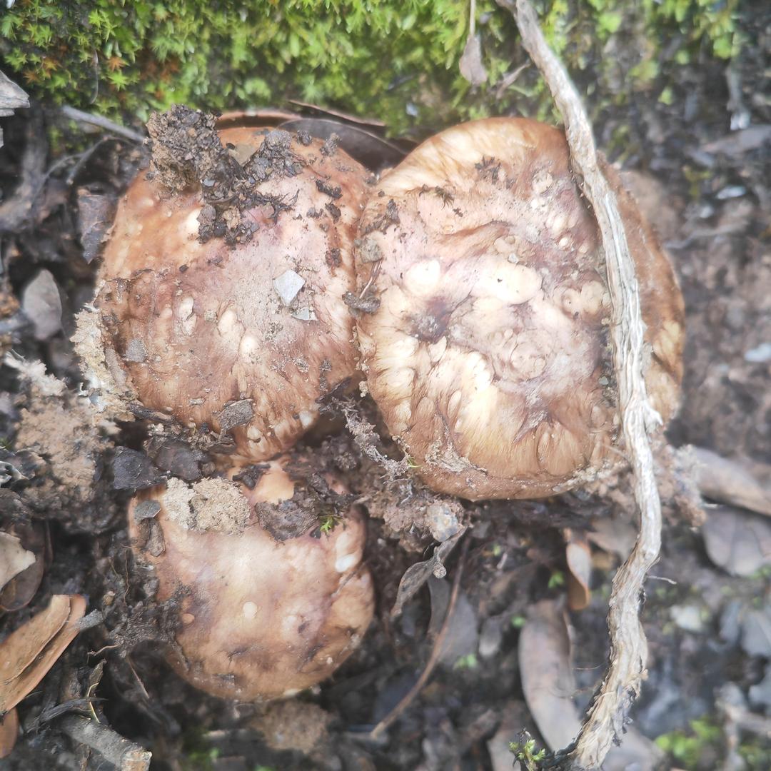 藏区高原特产